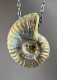Ammonite Fossil Necklace