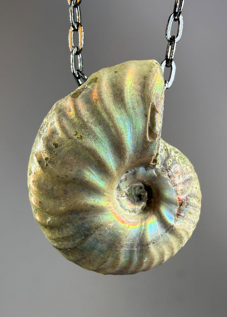 Ammonite Fossil Necklace