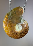 Ammonite Fossil Necklace