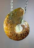 Ammonite Fossil Necklace